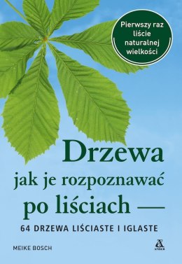 Drzewa - jak je rozpoznawać po liściach