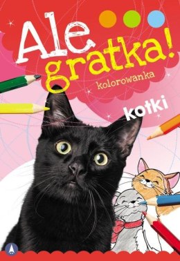 Kotki. Ale Gratka!