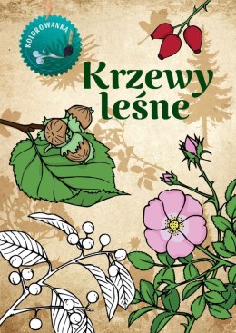 Krzewy leśne. Kolorowanka