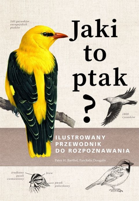 Jaki to ptak? Ilustrowany przewodnik do rozpoznawania